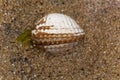 Living common cockle, Cerastoderma edule, in intertidal sands Royalty Free Stock Photo