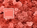 Living Coral color of the Year 2019. Beautiful flowers background with coral in trendy color