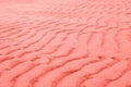 Living Coral color of the Year 2019. Texture of coastal wet sea sand