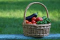 Basket of freshly picked colorful homegrown vegetables Royalty Free Stock Photo