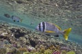 Living and dead coral reef, underwater, Red Sea Royalty Free Stock Photo