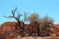 A living and a dead mesquite tree growing through rocks in Joshua Tree National Park in California, Royalty Free Stock Photo