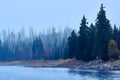 Living and dead Spruce at Lake Oder, Harz Mountains Royalty Free Stock Photo