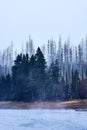 Living and dead Spruce at Lake Oder, Harz Mountains Royalty Free Stock Photo