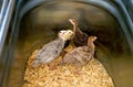 Young turkey babies are known as poults