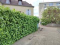 living fence suitable for the privacy of the house