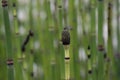 Living fossil: Rough horsetail Equisetum hyemale Royalty Free Stock Photo