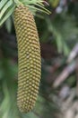 Living fossil Wollemi pine Wollemia nobilis, cone