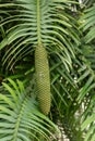 Living fossil Wollemi pine Wollemia nobilis, leaves with young cone