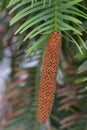 Living fossil Wollemi pine Wollemia nobilis, male cone