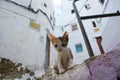 Living free on the streets of Tetouan, Morocco Royalty Free Stock Photo