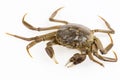 Living freshwater crab Royalty Free Stock Photo
