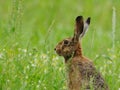 Living in the Grassland