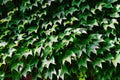 a living green hedge. climbing plants for garden and balcony.