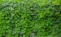 Living green hedge, wall of climbing plants