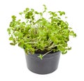 Living green mustard cress in pot isolated Royalty Free Stock Photo