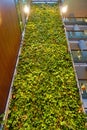 A living green plant wall in Ottawa, Canada