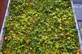 A living green plant wall in Ottawa, Canada