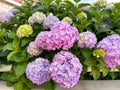 Living hedge hydrangea pastel lilac and pink flowers