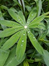 Living lupine leaf with rain drops, morning dew Royalty Free Stock Photo