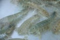 Living mantis shrimp in seawater basin