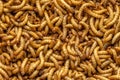 Living Mealworms