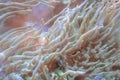 Living ocean corals. Underwater marine life
