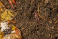 living organic compost in the detail