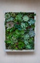 Living picture gardening concept with succulents within a wooden frame terrarium