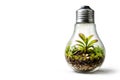 A living plant inside a light bulb as a symbol of eco-friendly ideas. Space for text. Royalty Free Stock Photo