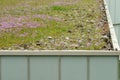 View over green roof with flowering chives Royalty Free Stock Photo