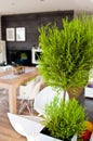 Living room abstract with a houseplant focused