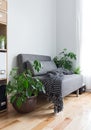 Living room with comfortable armchair and plants Royalty Free Stock Photo