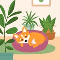 Cute corgi dog sleeping on pillow bed