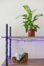 Living room interior bookshelf with flower pot and glass vase behind white wallpaper. Royalty Free Stock Photo