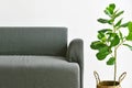 Living room interior design, Home decor with modern fabric sofa and green houseplants for indoor