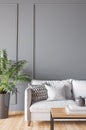Living room interior mockup design, white sofa, wooden coffee table and green plant on empty gray wall