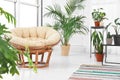 Living room interior with papasan chair and indoor plants Royalty Free Stock Photo