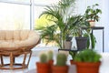 Living room interior with chair and indoor plants. Trendy home decor