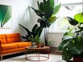 Living room with orange leather sofa and tropical potted plants decoration minimal. Royalty Free Stock Photo