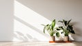 Minimalist Photography Vibrant Plants In A Sunlit Living Room