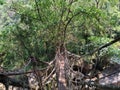 Living root bridge cherrapunji natural bridge