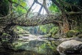 A living root bridge