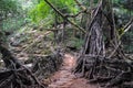 A living root bridge Royalty Free Stock Photo