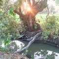 The living root bridge over the canal, fantastic old Bastard Teak root at canalside