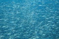 Living sardine in open ocean. Silver fish undersea photo. Pelagic fish swimming in seawater. Mackerel shoal