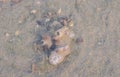 Living sea shells on coral in wakrah beach qatar Royalty Free Stock Photo