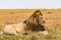 The living sphinx. African lion slepping on the hill. Kenya. Africa Royalty Free Stock Photo