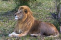 A living sphinx. Beautiful lion. Masai Mara Royalty Free Stock Photo