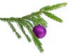 Living spruce branch with purple Christmas ball on white background Royalty Free Stock Photo